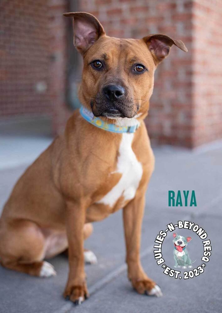 RAYA - Boxer for adoption in Omaha