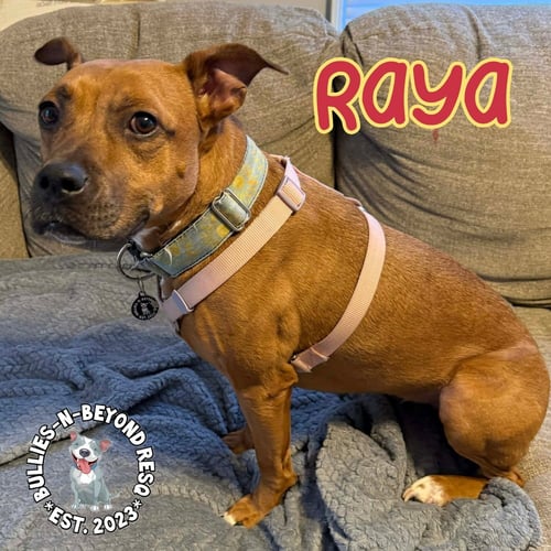 RAYA - Boxer available for adoption