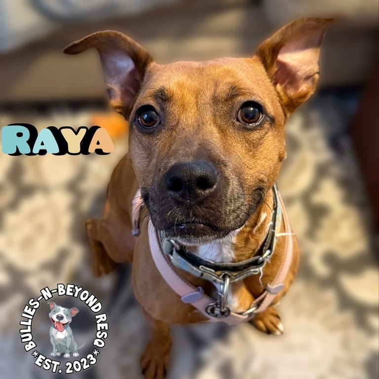 Raya Image