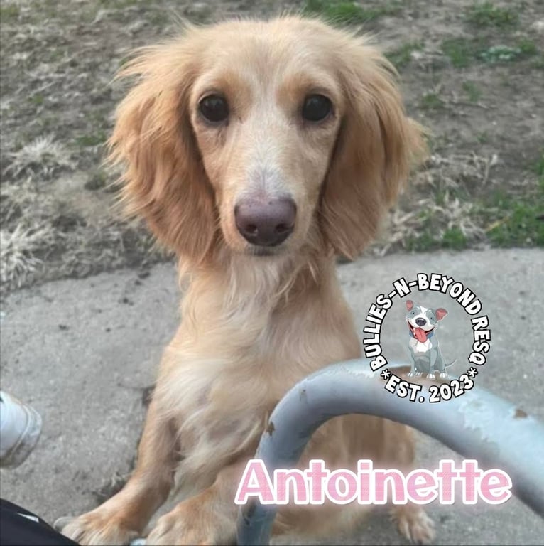 Antoinette Image