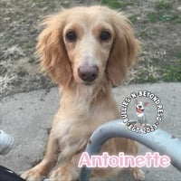Antoinette - Photo 1