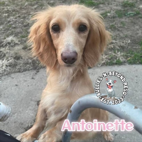 ANTOINETTE - Dachshund available for adoption