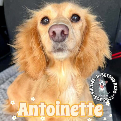 ANTOINETTE - Dachshund available for adoption