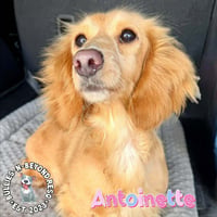 Antoinette - Photo 3