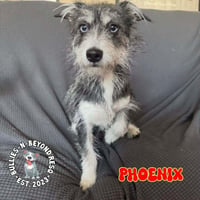 Phoenix - Photo 1