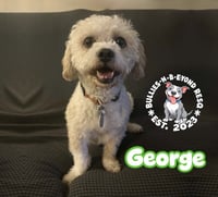 George - Photo 1