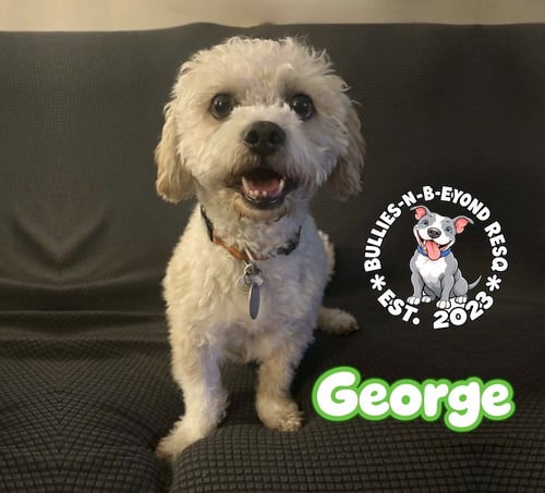 GEORGE - Terrier available for adoption