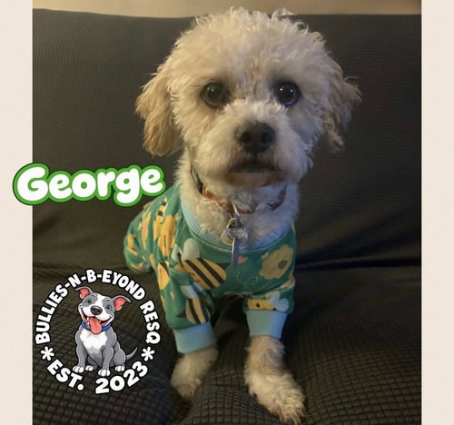 GEORGE - Terrier available for adoption