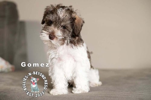 GOMEZ