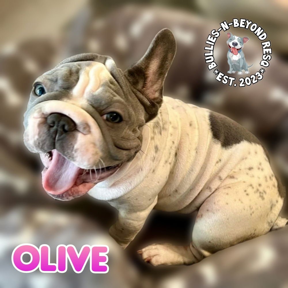 OLIVE - French Bulldog available for adoption