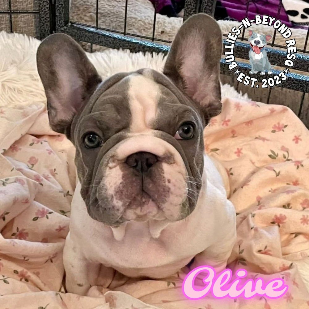 OLIVE - French Bulldog available for adoption