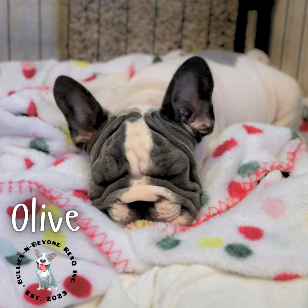 Olive - Photo 4
