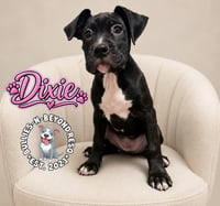 Dixie - Photo 2