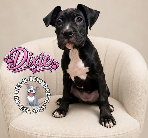 DIXIE - Boxer available for adoption