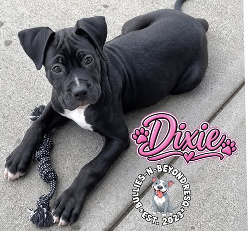 DIXIE - Boxer for adoption in Omaha