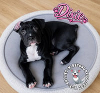Dixie - Photo 4