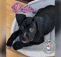 Dixie - Photo 3