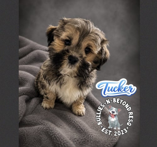 TUCKER