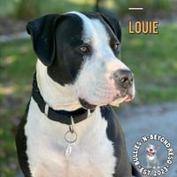Louie - Photo 2
