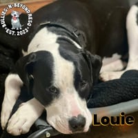 Louie - Photo 4