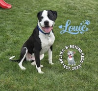 Louie - Photo 3