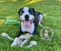 Louie - Photo 1