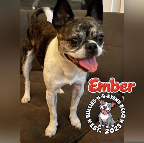 EMBER - Boston Terrier / Pug available for adoption