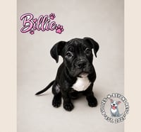 Billie - Photo 4