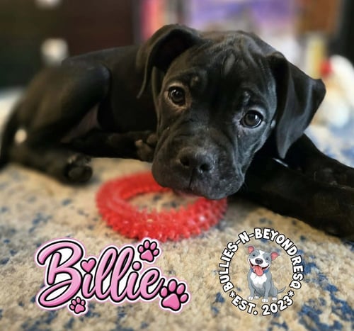 BILLIE - Boxer for adoption in Omaha