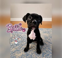 Billie - Photo 3