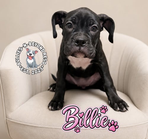 BILLIE - Boxer available for adoption