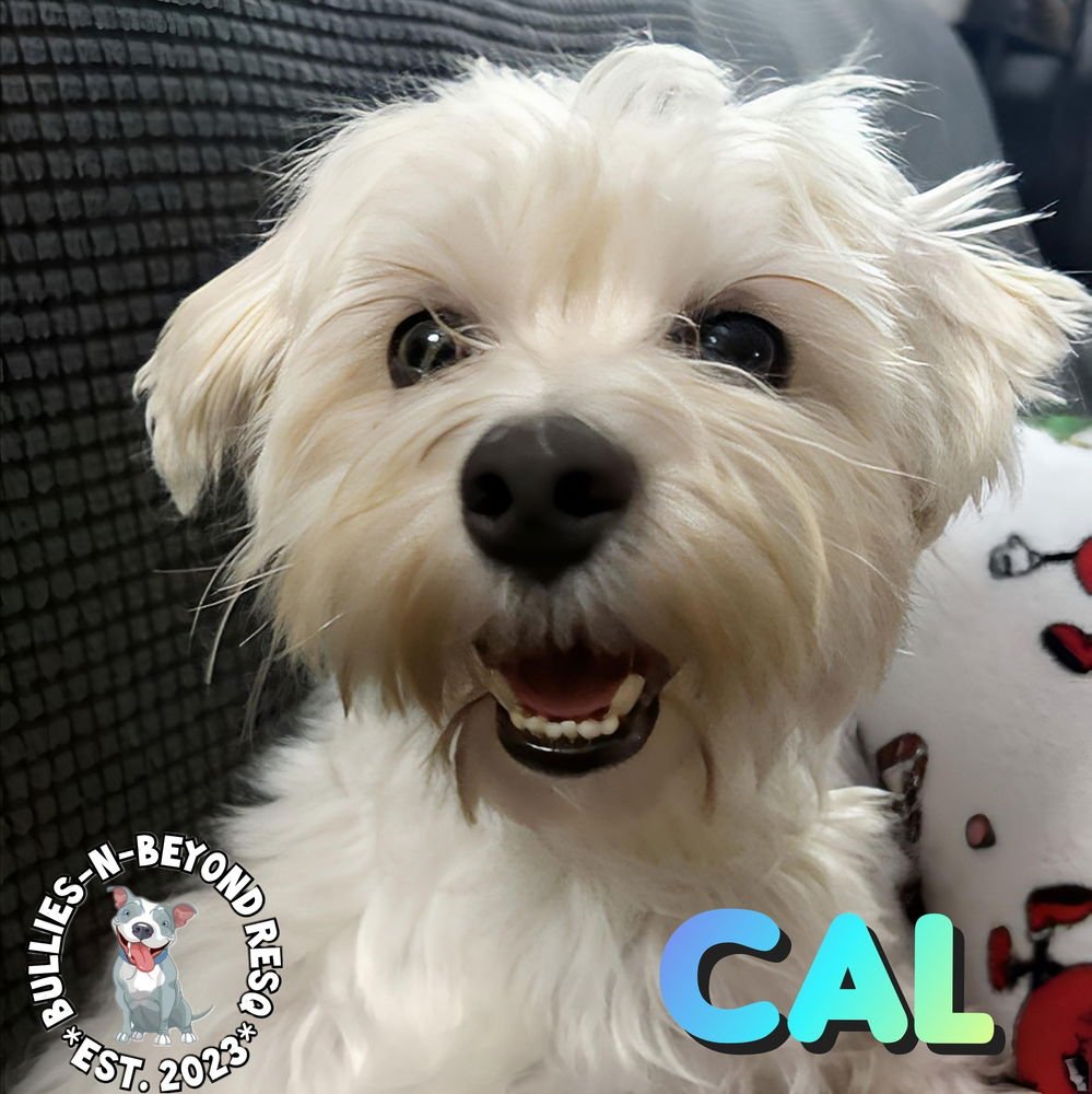 CAL - Maltese available for adoption