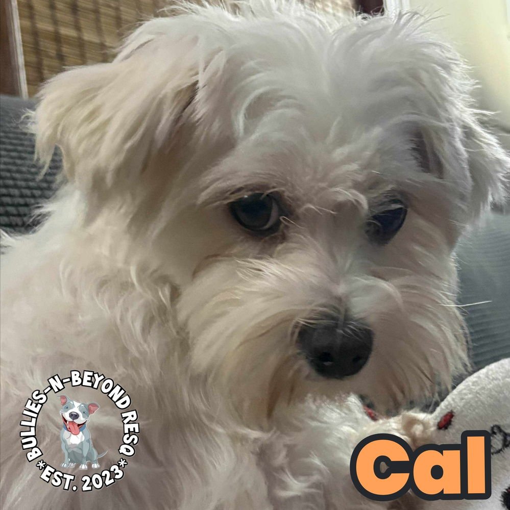 CAL - Maltese available for adoption