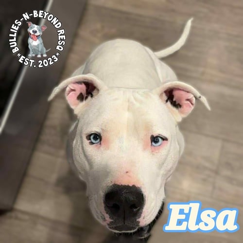ELSA - Pit Bull Terrier for adoption in Omaha