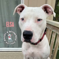 Elsa - Photo 4