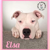 Elsa - Photo 2