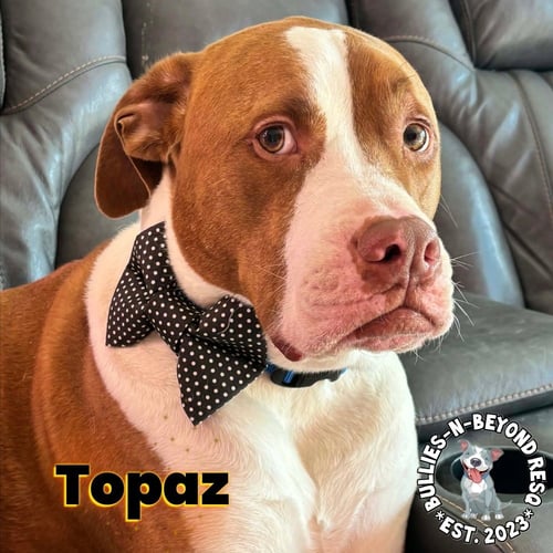 TOPAZ - American Bulldog for adoption in Omaha
