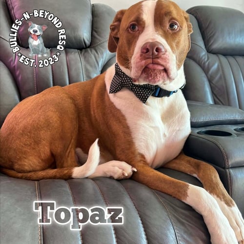 TOPAZ - American Bulldog available for adoption