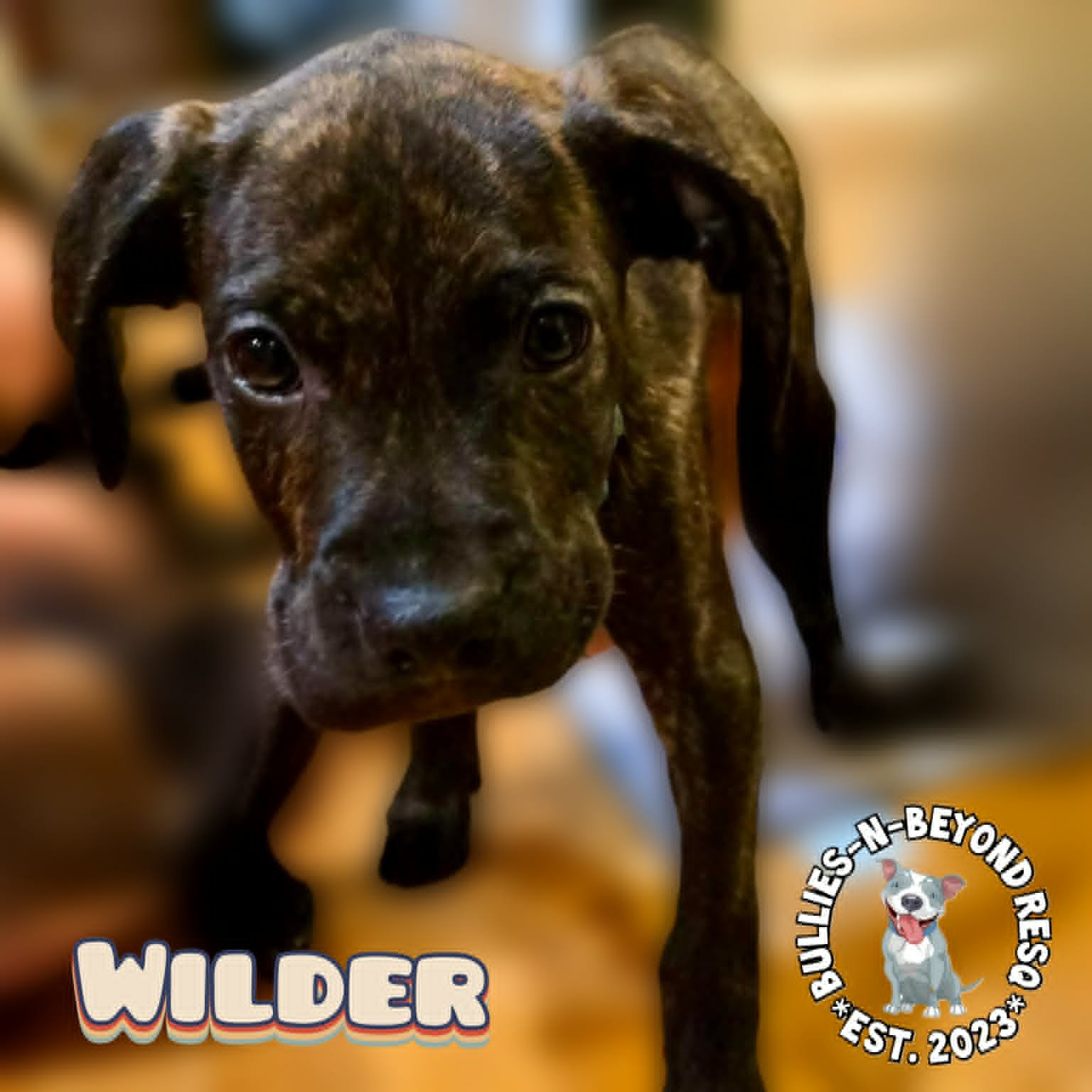 COTTAGECORE LITTER: WILDER - Boxer / German Wirehaired Pointer for adoption in Omaha