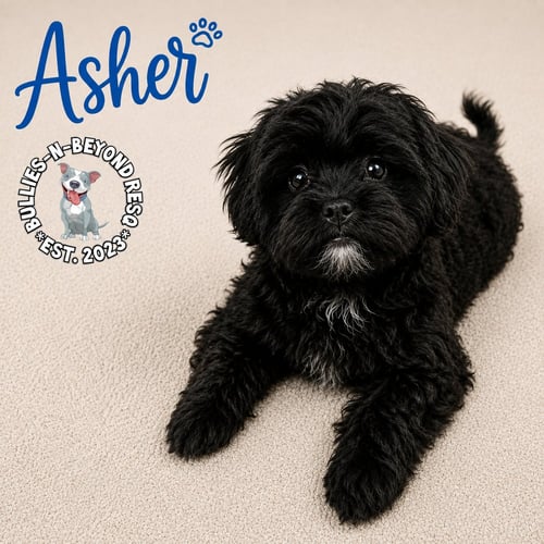 ASHER - Shih Tzu / Poodle (unknown type) for adoption in Omaha