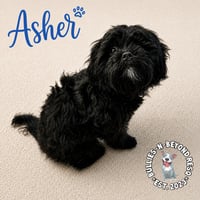 Asher - Photo 2