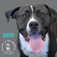 Baxter - Photo 4