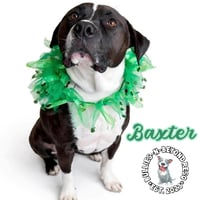 Baxter - Photo 2
