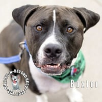 Baxter - Photo 3