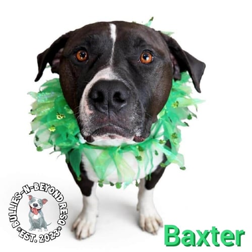 BAXTER - Bulldog / American Staffordshire Terrier available for adoption