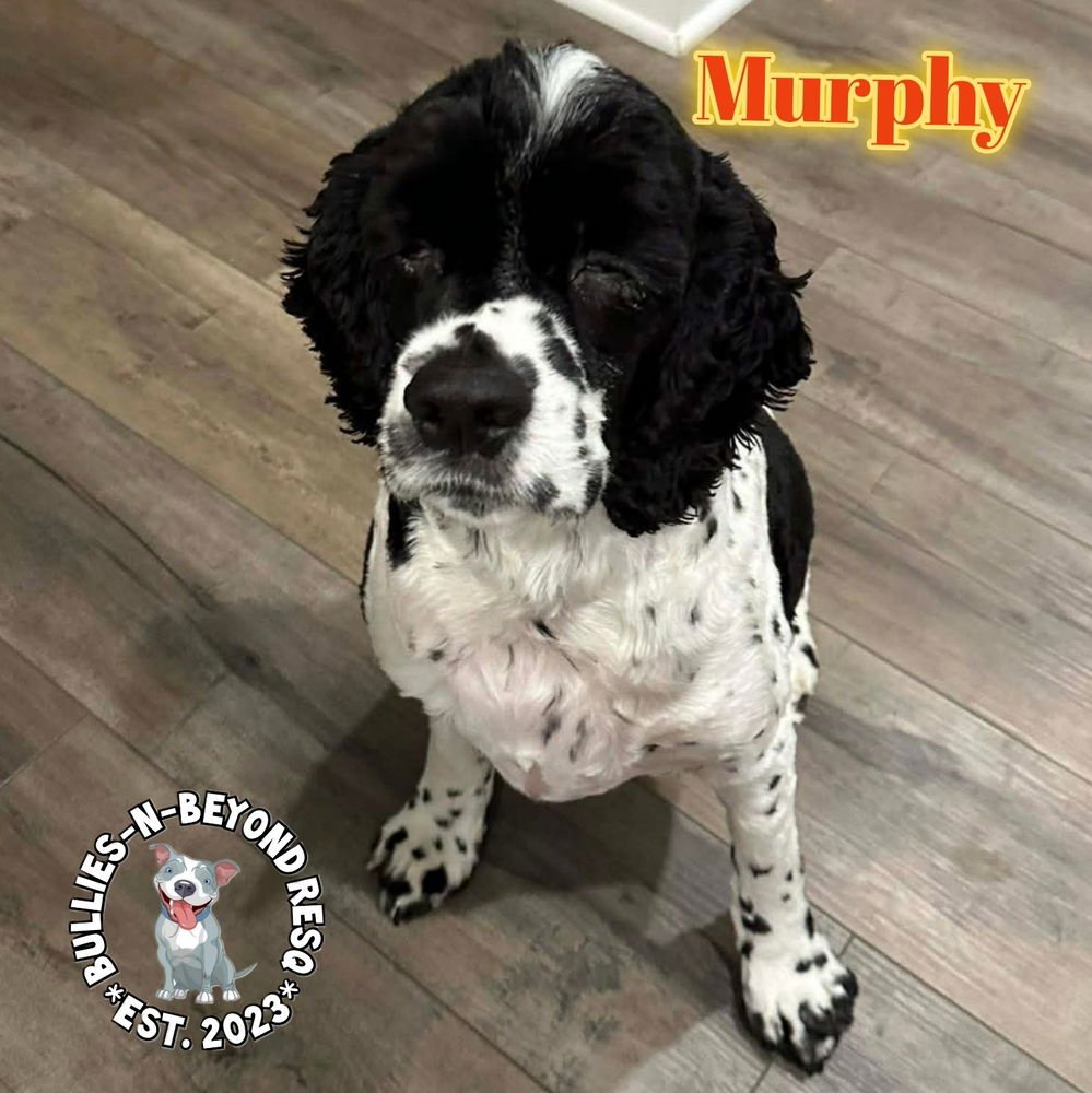 MURPHY - Cocker Spaniel available for adoption
