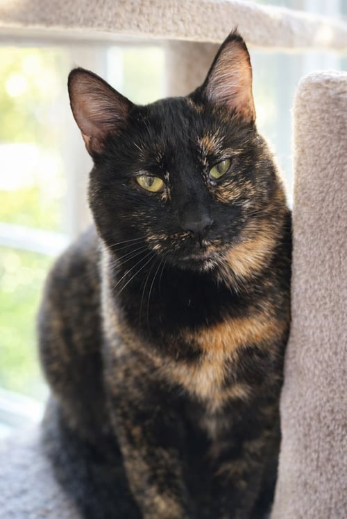 MEYERS - MS - Domestic Short Hair available for adoption