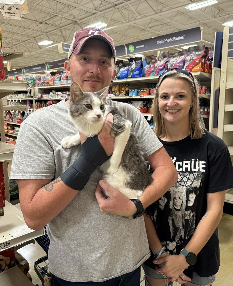 JASPER - AB/BT - Domestic Short Hair available for adoption