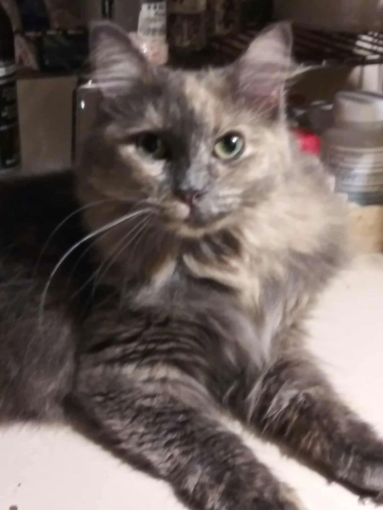 MIMI - TD - Domestic Long Hair available for adoption