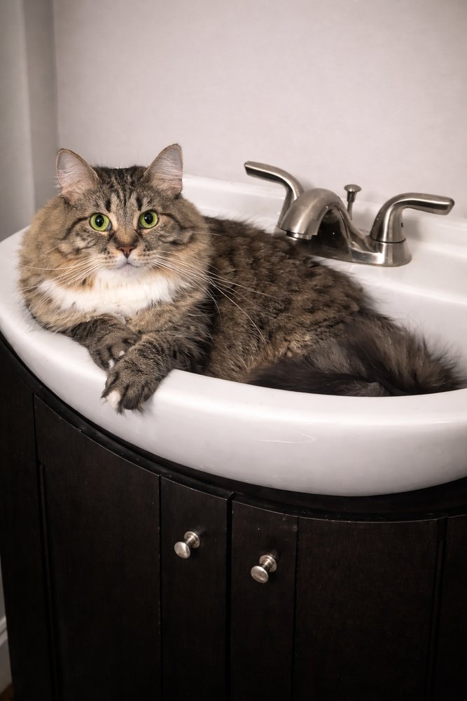 CARISSA - JW - Domestic Short Hair available for adoption